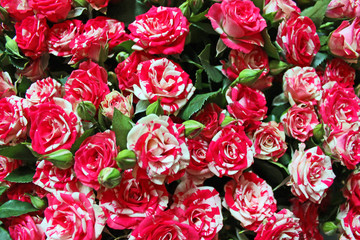 Large bouquet of pink roses on the floor