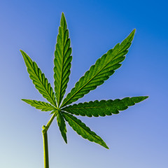 Green Fresh Cannabis leaf closeup, marijuana. Hemp. Drug.