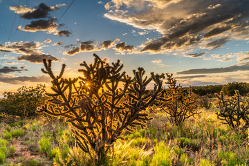 Fototapeta premium Golden Hour Cactus Sunset