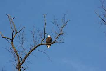 eagle on branch