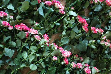 Large bouquet of pink roses on the floor