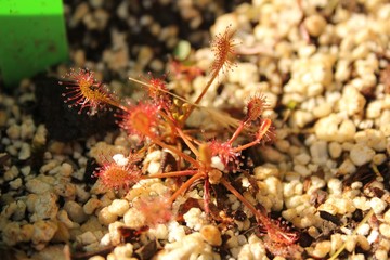 Sundew Plant with dewy insect catchers
