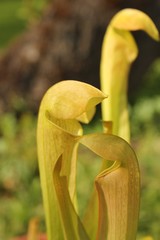 Pitcher Plant ready to eat 2