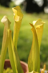 Pitcher Plant ready to eat