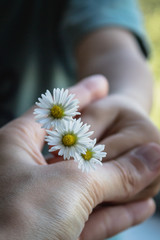 Mother and son holding flowers in their hands, symbol of love and affection. Bellis perennis