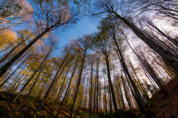 Tall trees stretching into the sky