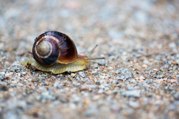 beautiful snail in the garden crawling along the road