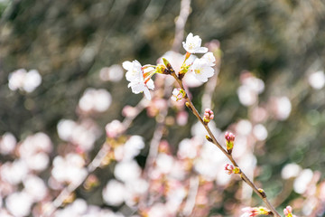 桜の花とつぼみのクローズアップ