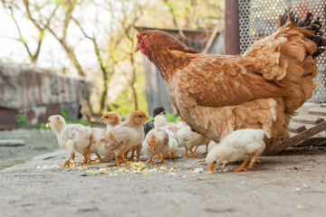 Close up yellow chicks on the floor , Beautiful yellow little chickens, Group of yellow chicks