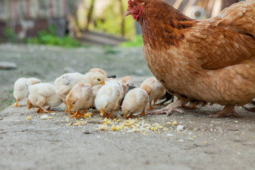 Close up yellow chicks on the floor , Beautiful yellow little chickens, Group of yellow chicks