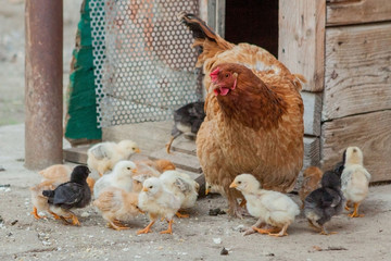 Close up yellow chicks on the floor , Beautiful yellow little chickens, Group of yellow chicks