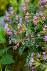 Fototapeta premium Winged bee slowly flies to the plant, collect nectar for honey on private apiary from flower. Honey photo consisting for beautiful flowers, heavy pollen on bees legs. Sweet nectar is honeyed bee honey