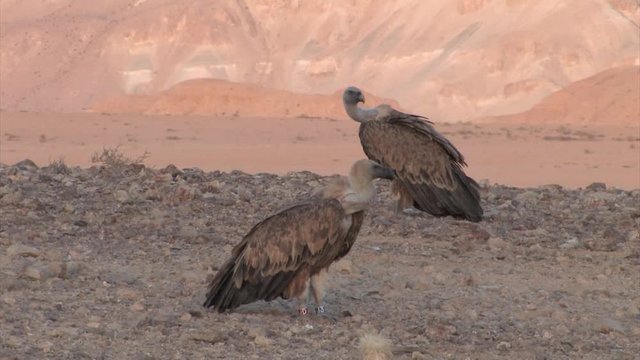 Griffon vultures resting on the ground, Sde Boker Israel