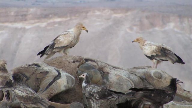 Griffon vultures feeding on camel Carcass, Sde Boker Israel