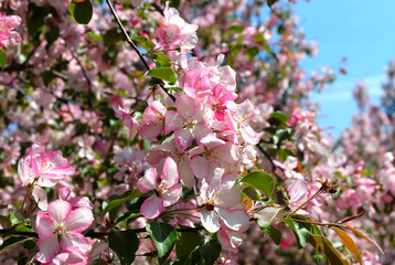 Pink apple blossoms against a blue sky in spring in the park.