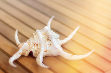 Seashell on a wooden background, chaise longue, layout, mock-up. Hello summer. The concept of...
