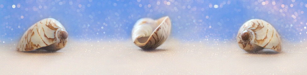 Seashells on an abstract background, layout, mockup. Hello summer. The concept of leisure, travel. Selective focus, close-up. Banner