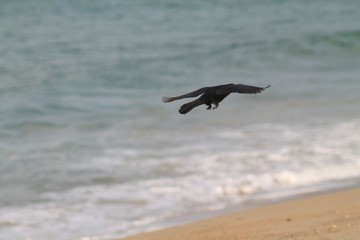 Naklejka premium Black bird on the beach