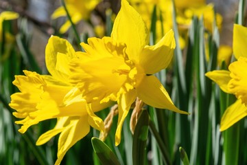Obraz premium Daffodills bloom among succulent green grass, on a beautiful early spring day in Upstate New York