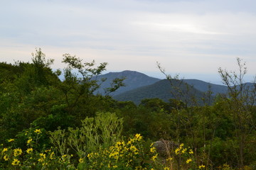 Shenandoah Mountains & Flowers