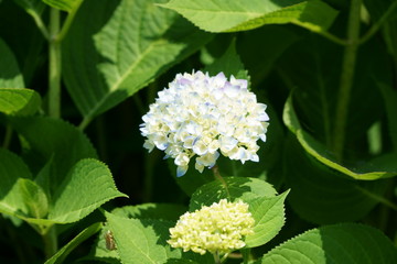 アジサイ