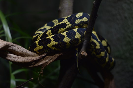 Snake