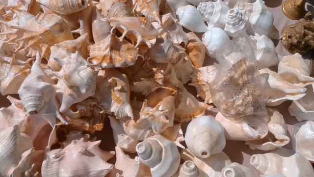 Big pile of beautiful sea shells are sold as souvenirs for a long memory of India. Shot in motion