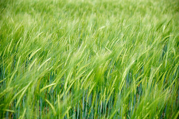 Close up of a fresh, green, young hybrid wheat field in Spring, South-East Europe, with natural afternoon light.