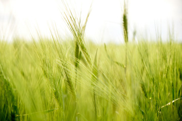Close up of rye ears/spikes in a fresh, green field of crops, with natural sunset light, in Dobrogea, Tulcea, Romania, South-East of Europe.