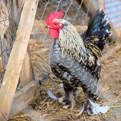 Marans chicken rooster in a chicken paddock, as seen through the wire fence  - Greci village, Dobrogea, Romania. Rural bio farming.