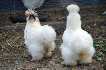 Two white Silkie Bantam hens, a rare, ornamental species of chickens, in a paddock, in Greci village, Dobrogea, Romania.