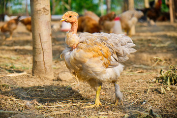 Transylvanian Naked Neck chick/hen walking inside a chicken paddock in a rural bio farm.