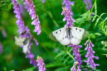 Clouded Apollo (Parnassius mnemosyne) butterfly, a species of swallowtail butterflies (Papilionidae) family, found in the Palearctic ecozone. Location: Macin mountains, Dobrogea, Romania, Europe.