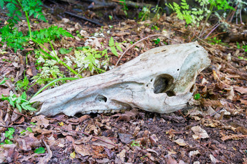 Obraz premium White deer skull on the ground, with no flesh, in the woods of Macin mountains, Romania - close up.