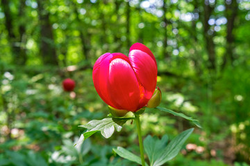 Red peony flower in the woods of Macin mountains, Romania, as seen from the hiking route Cozluk, a popular route for observing peony flowers in the Spring (late April, May).