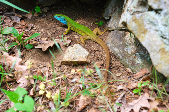 Male European green lizard (Lacerta viridis) in nature, on the ground near a rock - full length close up showing a brown tail, green body, and blue head. Location: Macin mountains, Dobrogea, Romania.
