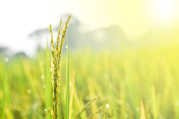 Close-up of paddy on blur background