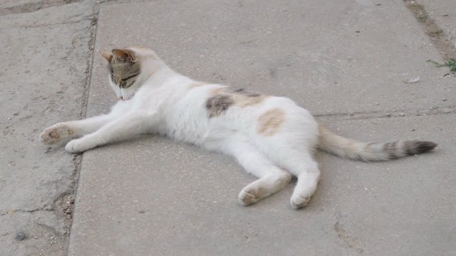 Nice cat lying on the ground and licked