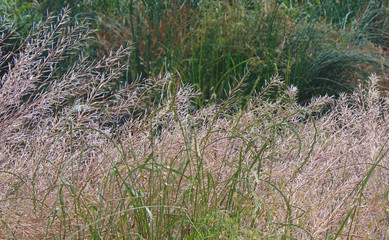 마른 갓 나물 꼬투리