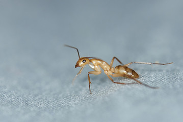 One worker ant