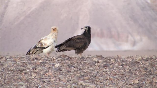 Egyptian Vultures adult and immature resting on the ground, Sde Boker Israel