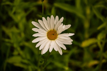 Obraz premium Macro of blooming beautiful white daisy flower