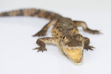 Dangerous small alligator