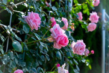 ピンクのバラ