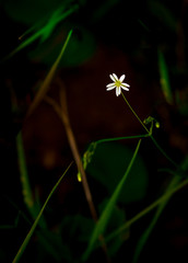 Beautiful white flower with blurred background. World Environment Day