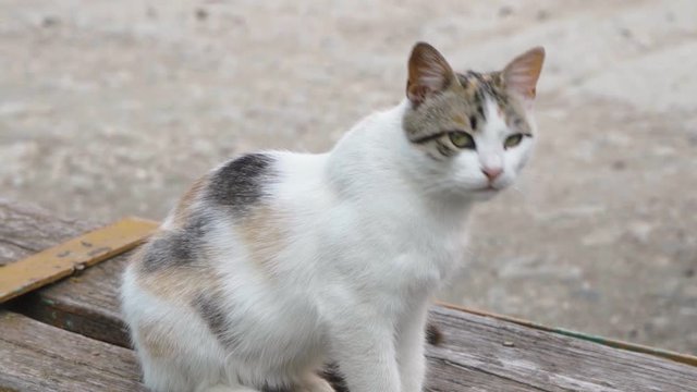 The observant big-eyed cat sits on a wooden bench closeup