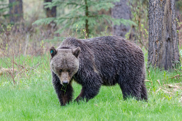 big grizzly bear eating grass in the rain