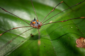 Macro of Daddy Long Leg / Huntsman Spider