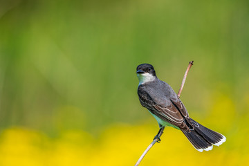 Swallow bird on a stick