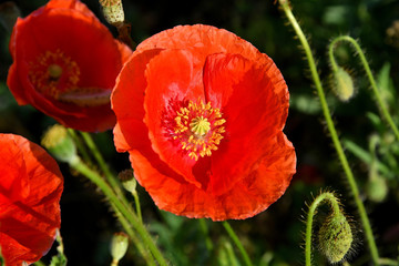 Fototapeta premium Poppies on a meadow in a summer sunny day.